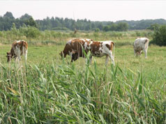 koe, natuurgebied Bossche Broek in Den Bosch, 's-Hertogenbosch