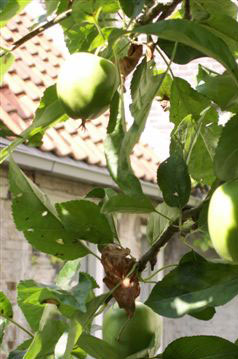appelboom