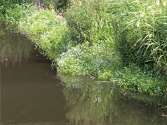 natuur langs de rivier de Dommel